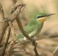 Blue-cheeked Bee-eater