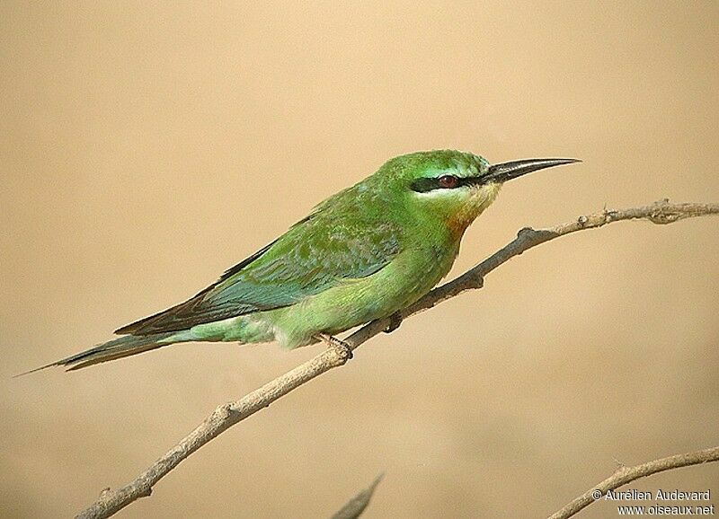 Blue-cheeked Bee-eater