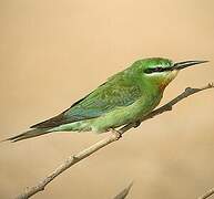 Blue-cheeked Bee-eater