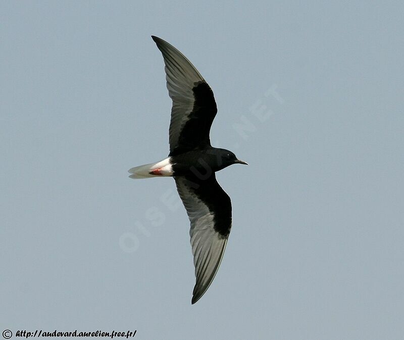 White-winged Tern