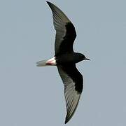 White-winged Tern