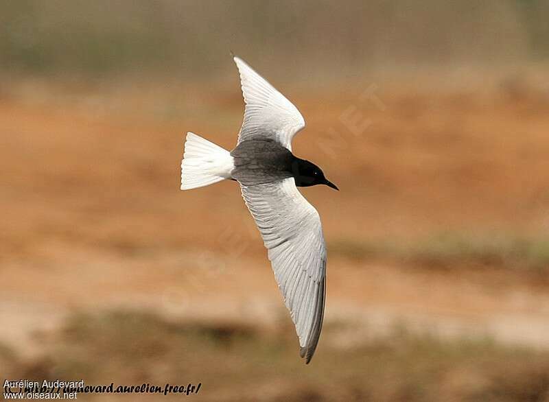 Guifette leucoptèreadulte nuptial, Vol