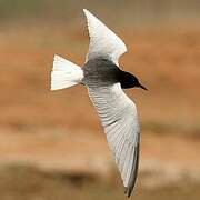 White-winged Tern