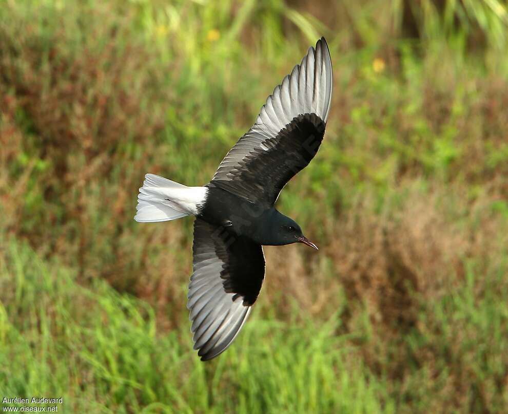 White-winged Ternadult breeding, pigmentation, Flight