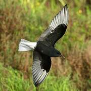 White-winged Tern