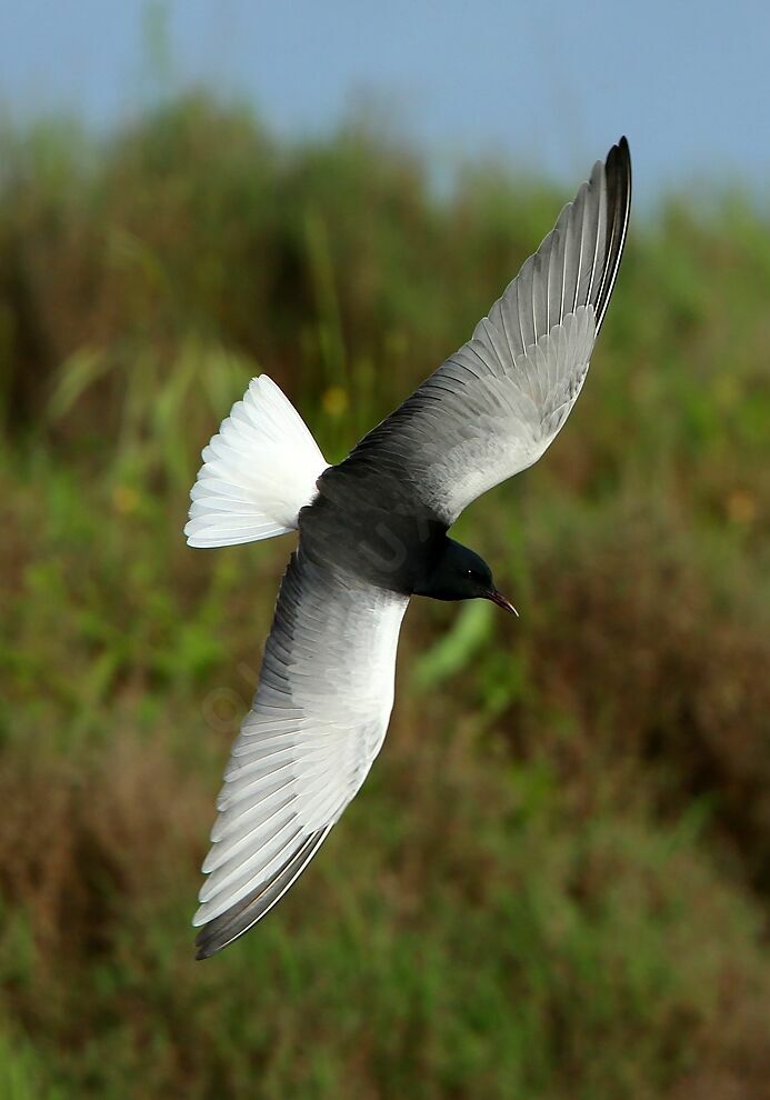 Guifette leucoptèreadulte nuptial, Vol