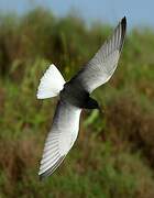 White-winged Tern