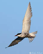 Whiskered Tern