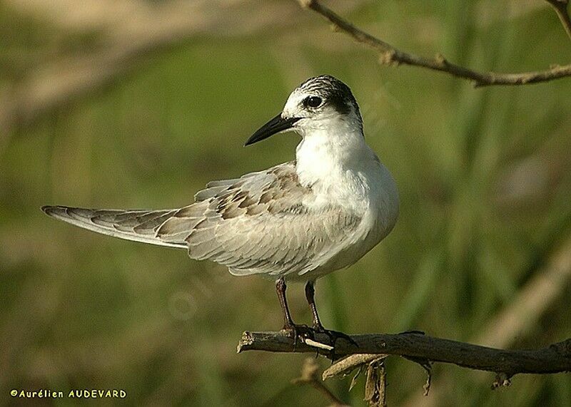 Whiskered Tern