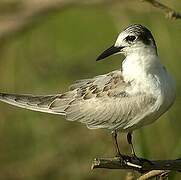 Whiskered Tern