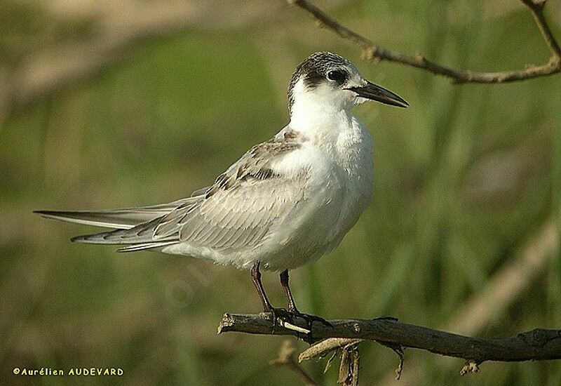 Whiskered Tern