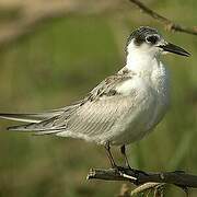 Whiskered Tern