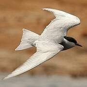 Whiskered Tern