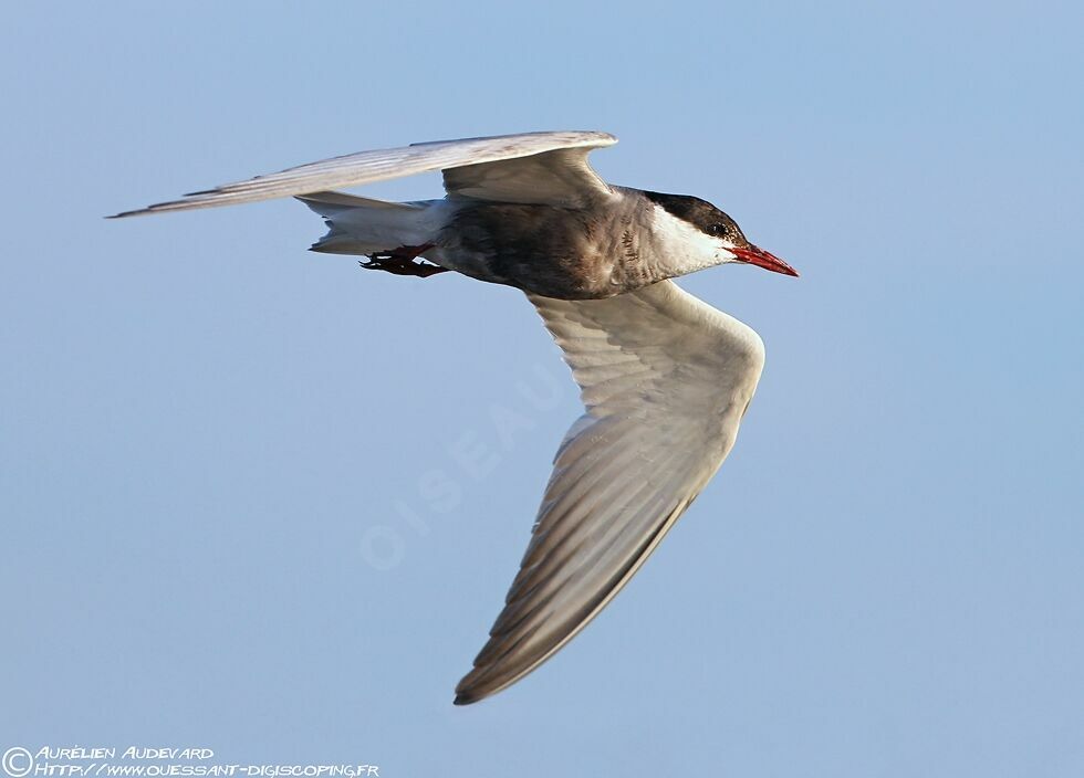 Whiskered Tern, Flight