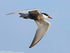 Whiskered Tern