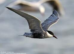 Whiskered Tern