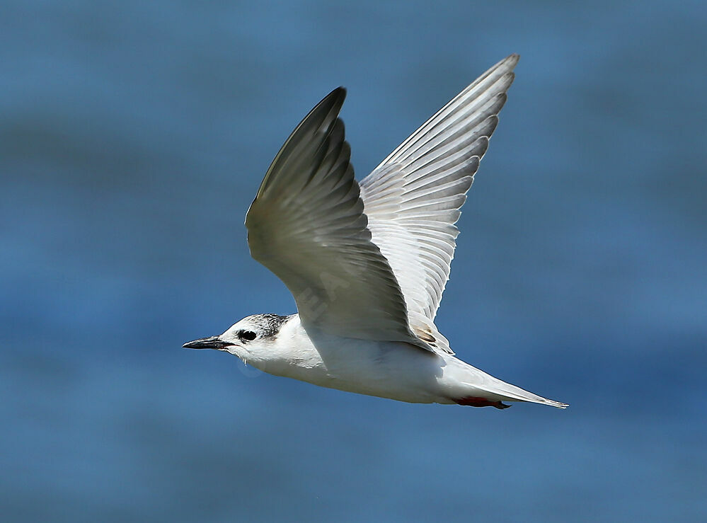 Whiskered Tern