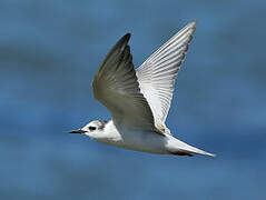 Whiskered Tern