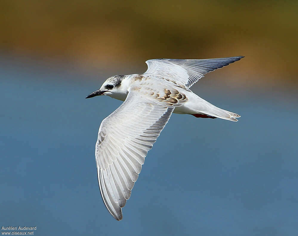 Whiskered TernFirst year, Flight