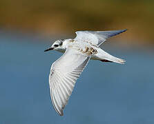 Whiskered Tern