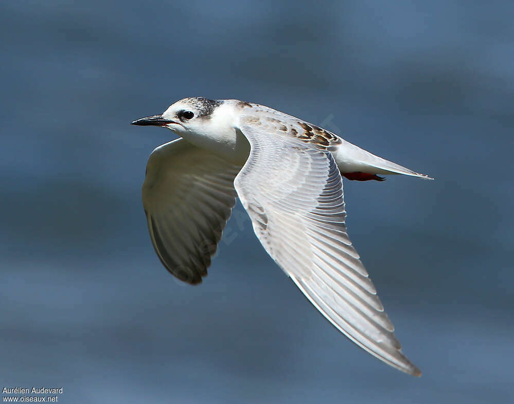 Whiskered Ternjuvenile, pigmentation, Flight