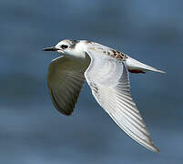 Whiskered Tern