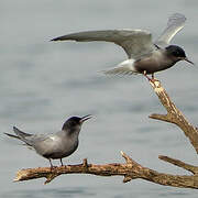 Black Tern