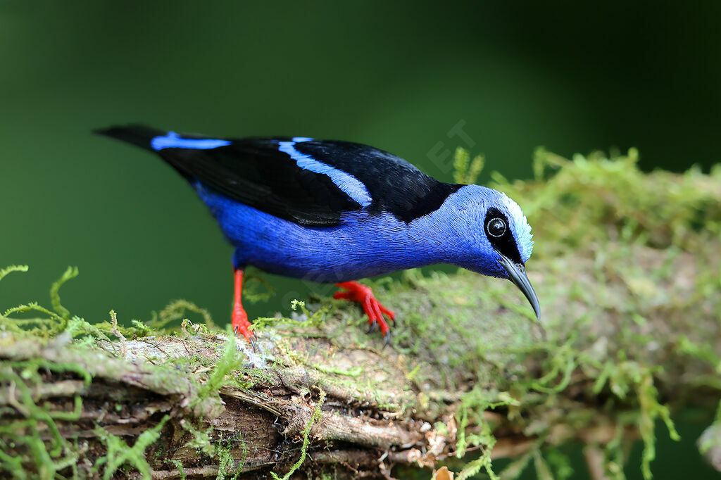 Red-legged Honeycreeper male adult breeding, identification