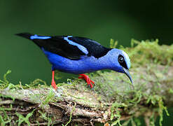 Red-legged Honeycreeper