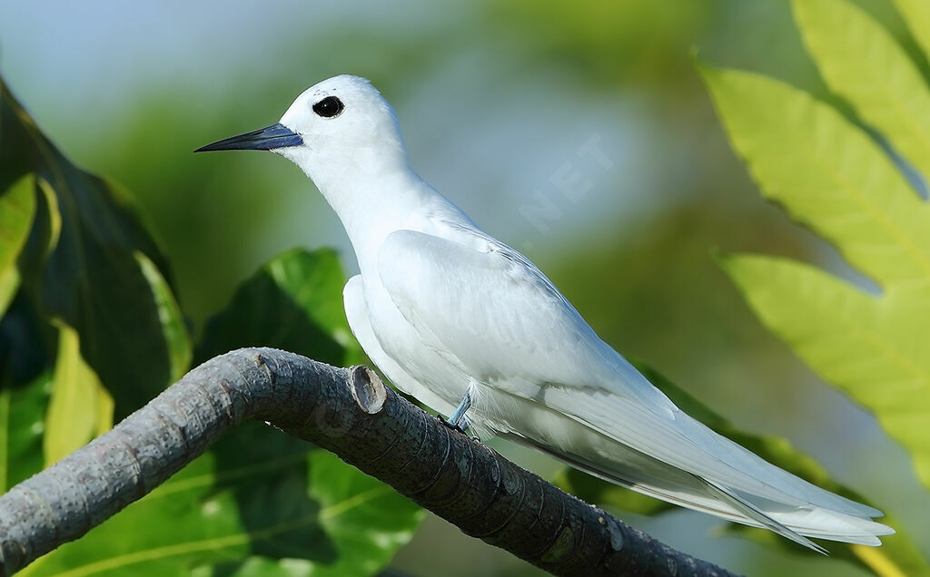 White Ternadult, identification