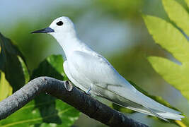 White Tern