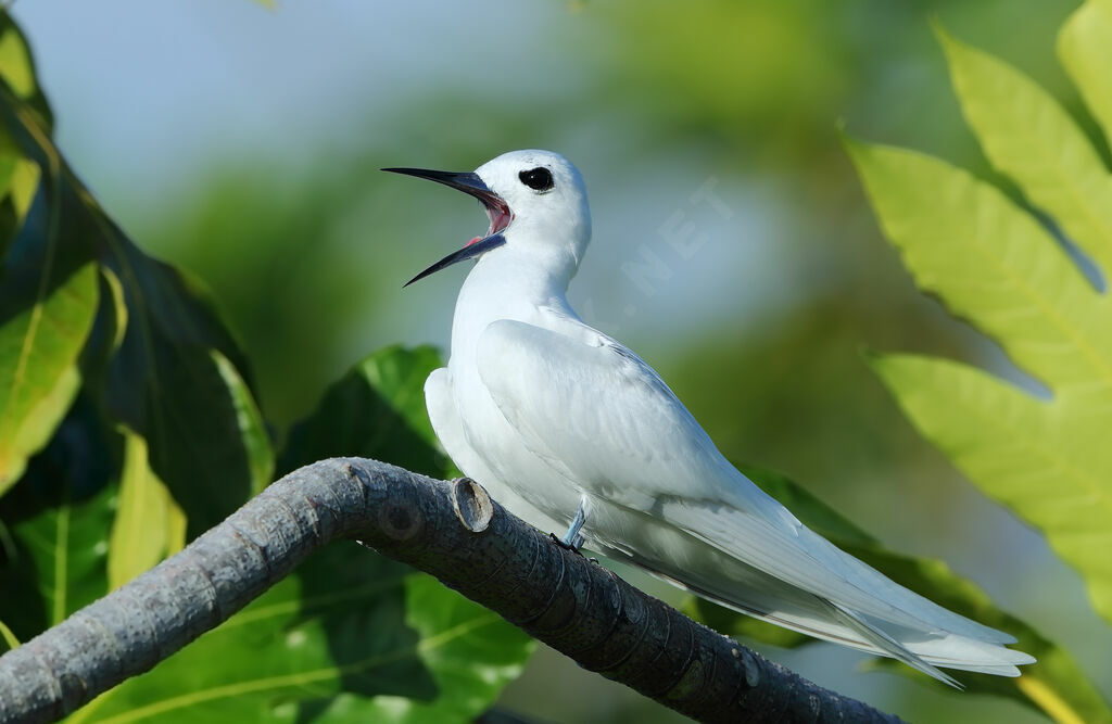 White Ternadult