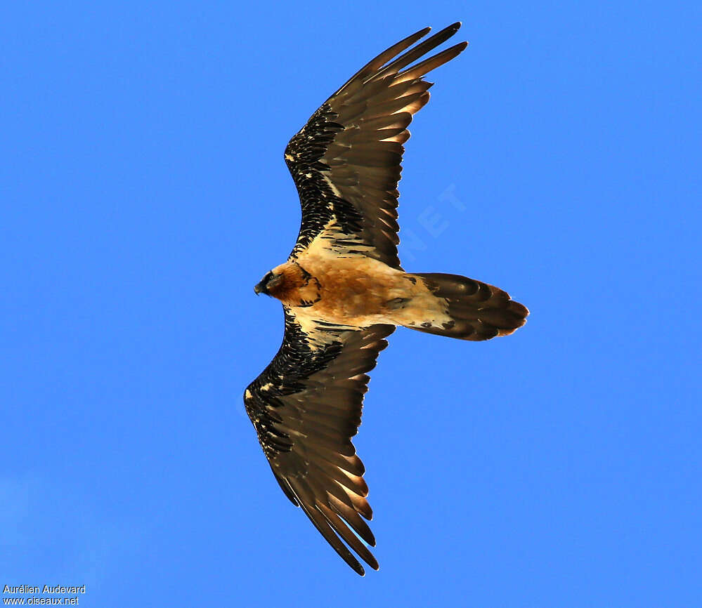 Bearded Vultureadult breeding, Flight