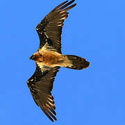 Bearded Vulture