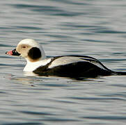 Long-tailed Duck