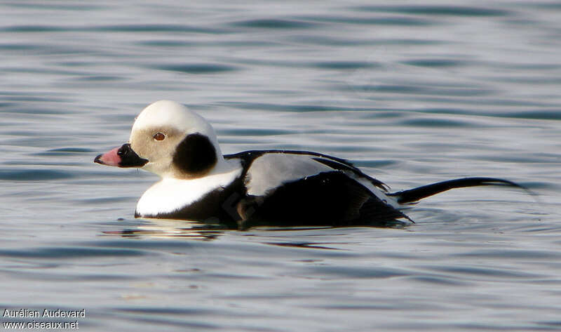 Long-tailed Duck male adult post breeding, identification