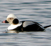 Long-tailed Duck