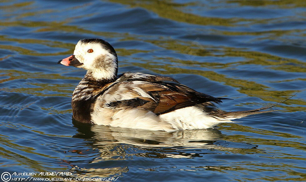 Long-tailed Duck