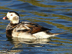 Long-tailed Duck