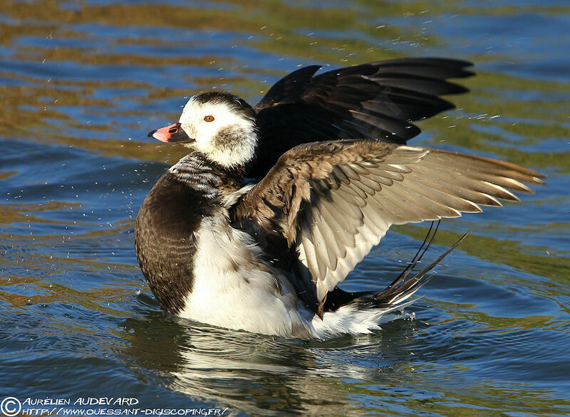 Long-tailed Duck male adult post breeding
