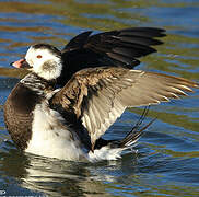 Long-tailed Duck