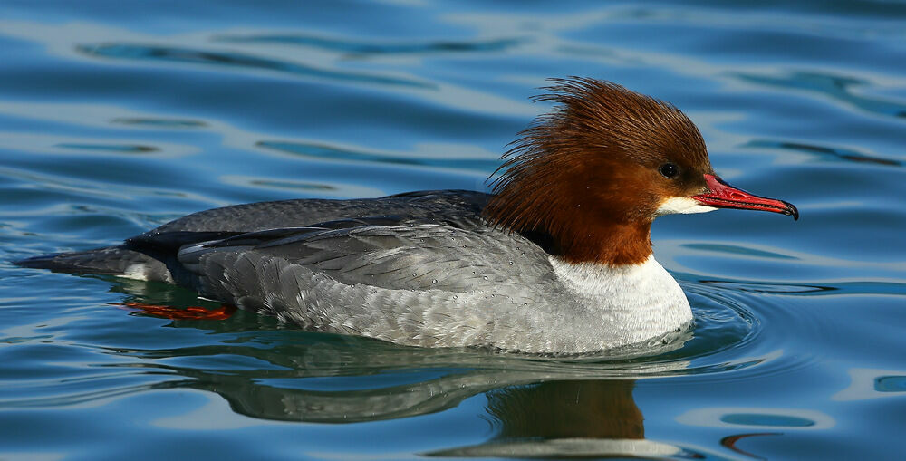 Common Merganser