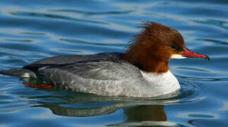 Common Merganser