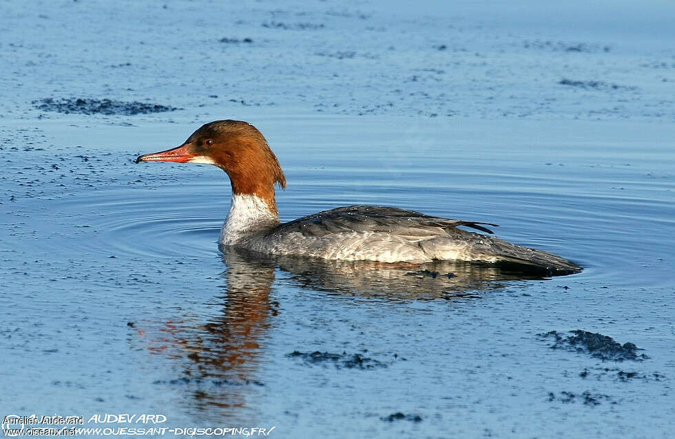 Common Merganser female adult, identification