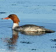 Common Merganser