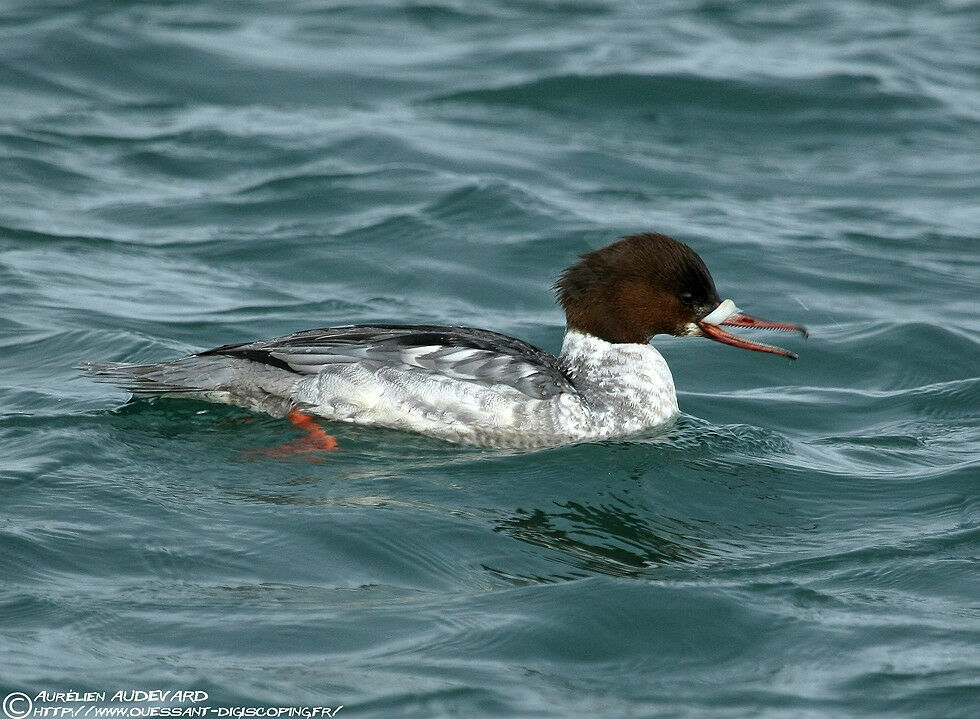 Common Merganser