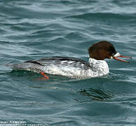 Common Merganser