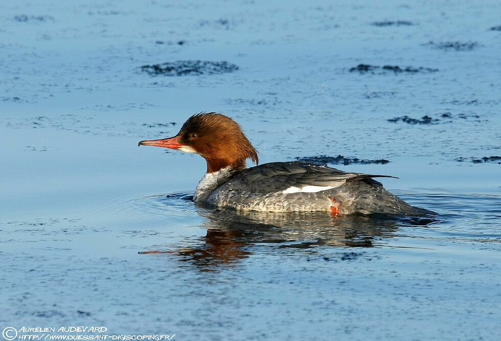 Common Merganser