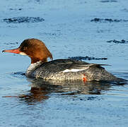 Common Merganser