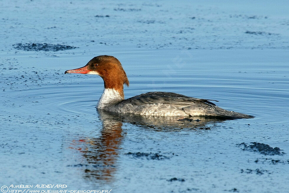 Common Merganser female adult breeding, identification